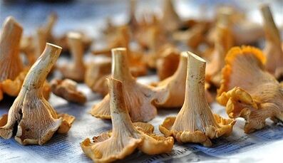 Chantires Champignons pour éliminer les parasites du corps