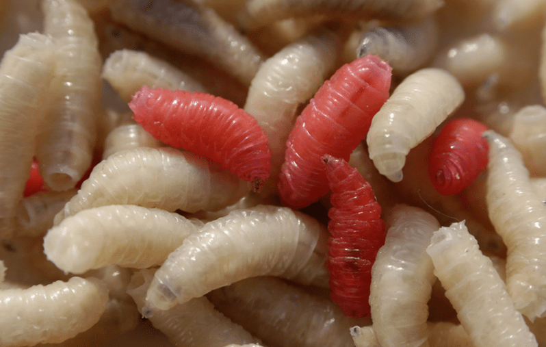 Types de parasites