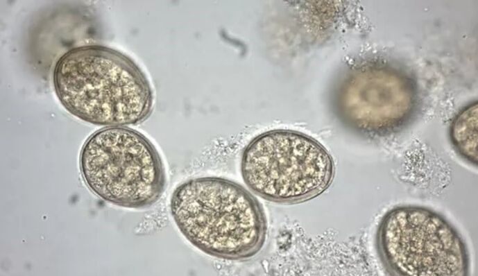 parasites au microscope