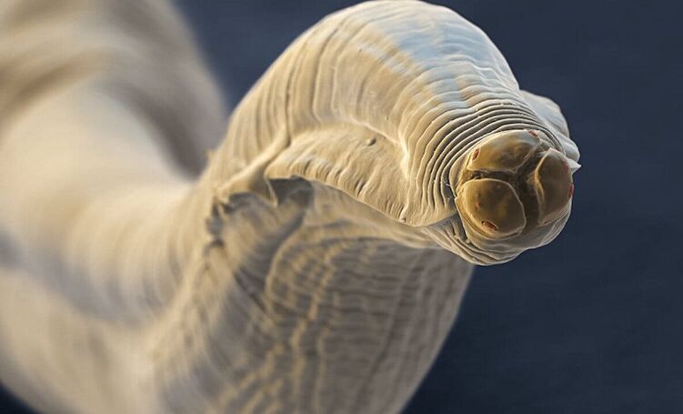 ver parasite du corps humain