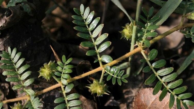 tribulus aide à éliminer efficacement les parasites du corps