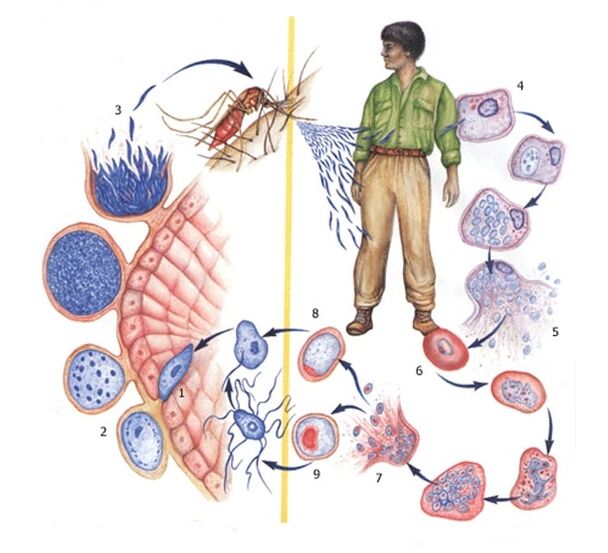 les moyens les plus simples de reproduction des parasites